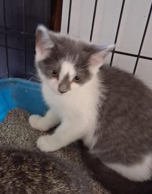 Annette, kitten, available for adoption