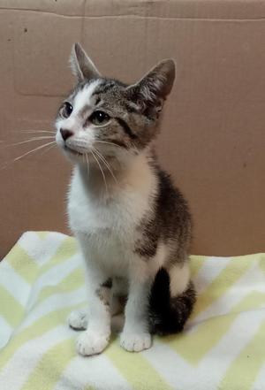 A gray and white tabby kitten sitting on a yellow and white striped blanket.