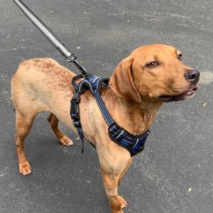 Scout, English Coonhound / Hound, young, available for adoption