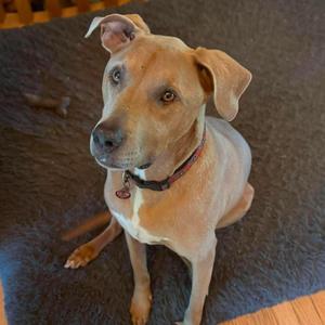 Dunkin', Labrador Retriever / Terrier, adult, available for adoption