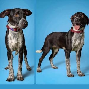 Evie, Pointer / Australian Cattle Dog / Blue Heeler, young, available for adoption