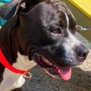 Charlotte, Boxer, young, available for adoption