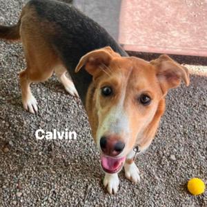 Calvin, Hound, young, available for adoption