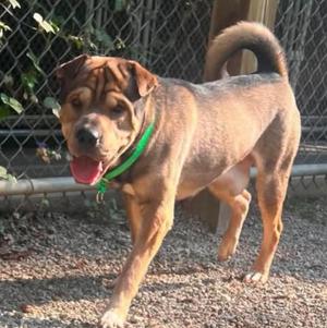 Burrito, Shar-Pei, young, available for adoption