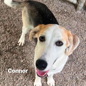 Connor, Hound, young, available for adoption