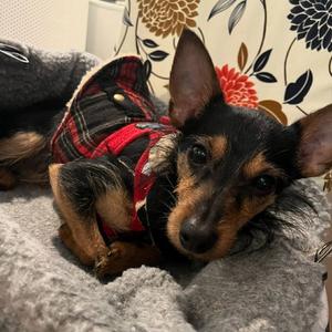 Kai, adult, available for adoption
