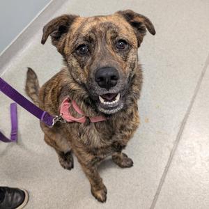 Jaz, Shepherd, young, available for adoption