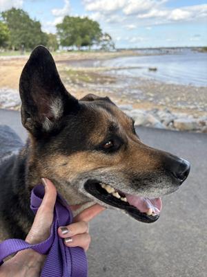 Lee, German Shepherd Dog, adult, available for adoption