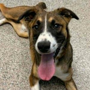 Neal Nubbins, young, available for adoption