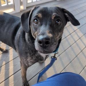 Elliot, Labrador Retriever, adult, available for adoption