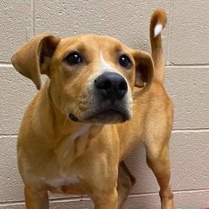 Cade, Mountain Cur, young, available for adoption