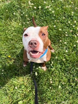 Jinx, American Staffordshire Terrier, adult, available for adoption