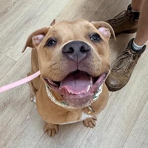 Hattie, American Pit Bull Terrier, young, available for adoption