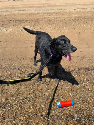 Dagan, Labrador Retriever, senior, available for adoption