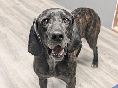 Big Jon, Plott Hound, senior, available for adoption