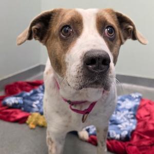 Bella, Cattle Dog, available for adoption