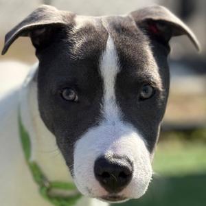 Magnus, Pit Bull Terrier, young, available for adoption
