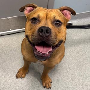 Carmelita, Staffordshire Bull Terrier, young, available for adoption