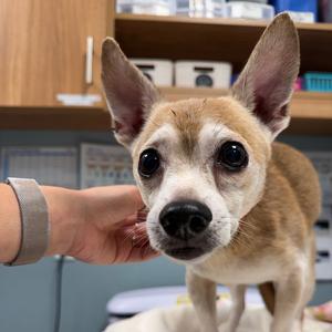 Beibo, Chihuahua, senior, available for adoption