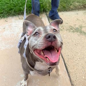 Azul, adult, available for adoption