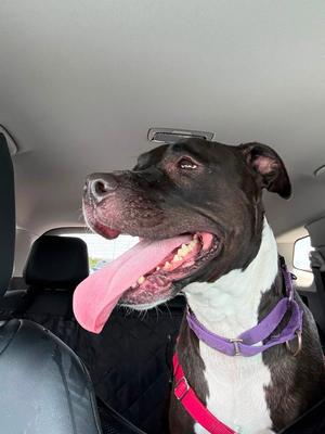 Nina, Pit Bull Terrier, available for adoption