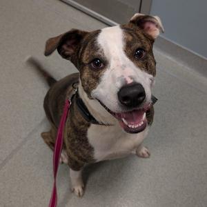 Nala, Pit Bull Terrier, adult, available for adoption