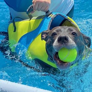Bailey, Pit Bull Terrier, available for adoption
