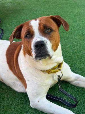 Cammie, Terrier, young, available for adoption