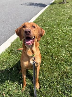 Davey, Hound, adult, available for adoption