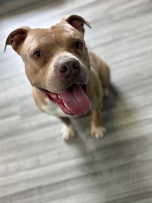 Tater Tot, Mixed Breed, available for adoption