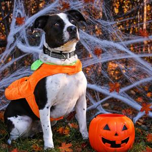 Dewey 53, Terrier, American Staffordshire, adult, available for adoption