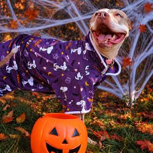 Hex 120, Terrier, Staffordshire Bull, senior, available for adoption