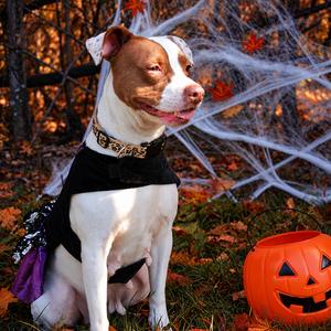 Friday 111, Mixed Breed (Medium), adult, available for adoption