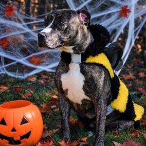 Mary J. Blige 119, Terrier, American Staffordshire, adult, available for adoption