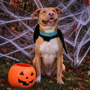 Freddy 110, Hound, adult, available for adoption