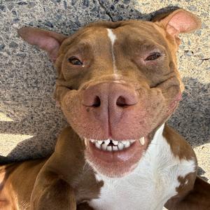 Josie-67, Terrier, American Pit Bull, adult, available for adoption