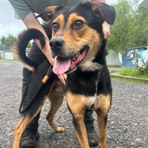 Steve (O'Neal-79), Mixed Breed (Medium), adult, available for adoption