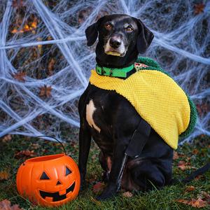 Wesson 125, Retriever, Labrador, senior, available for adoption