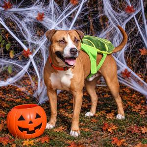 Sincere 122, Terrier, Pit Bull, adult, available for adoption