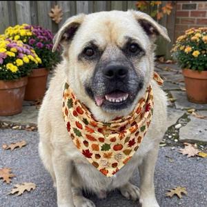 Barklee, Labrador Retriever / Pug, adult, available for adoption