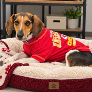 Taylor Swift, Beagle / Dachshund, young, available for adoption