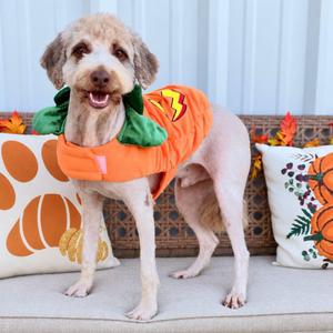 Fozzy, Australian Shepherd / Labrador Retriever, adult, available for adoption