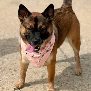 Darla, Australian Cattle Dog / Blue Heeler, young, available for adoption