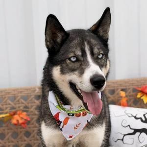 A husky dog with blue eyes wearing a bandana with a leaf pattern, sitting on a wicker chair with autumn leaves in the background.