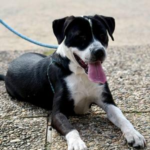 Georgia, Mixed Breed, young, available for adoption