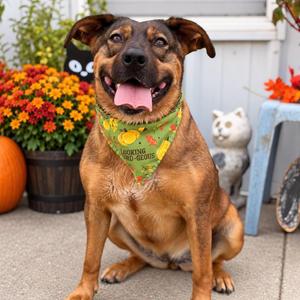 Shakira, Mixed Breed, adult, available for adoption