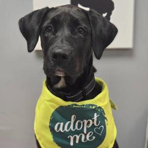 A black dog wearing a yellow bandana with the text "adopt me" and a heart symbol.