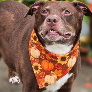 Junior, Chocolate Labrador Retriever, adult, available for adoption