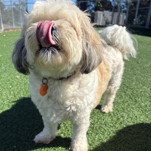 Peaches, Shih Tzu, senior, available for adoption