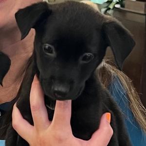 Batman, Mixed Breed (Medium), puppy, available for adoption